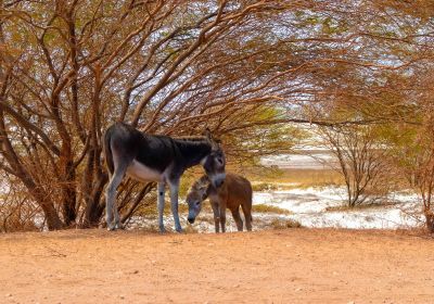 O Jumento: Animal Símbolo do Nordeste