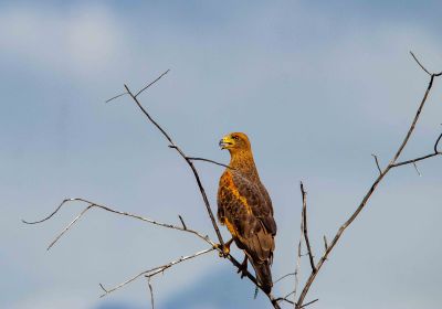 Gavião Caboclo e Sua Elegância