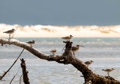 Sincronia à Beira Mar
