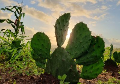 Beleza e Riqueza do Nosso Nordeste